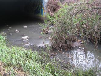 rubbish and scum caught up in overhanging branch