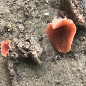 fungi growing