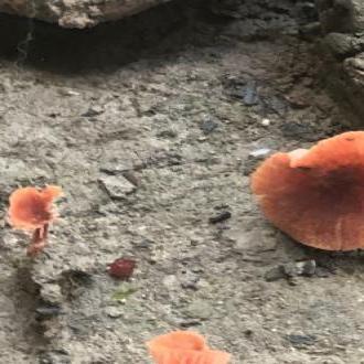fungi growing