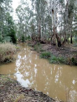 Effect of stormwater runoff, heavy rain events 29/06/2019. Note turbidity & colour.