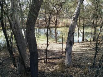 Site photo, Murray River, Mildura