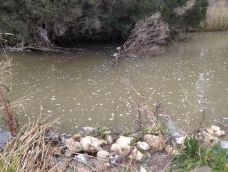 Just below the dam in the creek. Is it always this foamy?