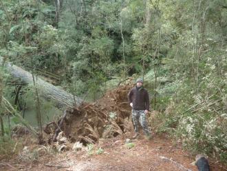 Myself onsite today: big tree.