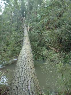 Big tree @ Falls Reserve.