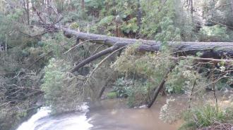 'Big Tree' still in place at the Falls today.