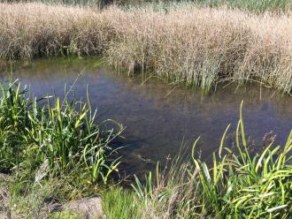 Water clear and about half a meter deep. A mid sized eel spotted