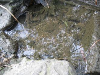 showing accumulation of dead earthworms