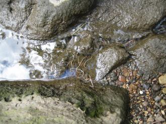 showing accumulation of dead earthworms