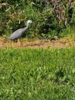 white faced heron