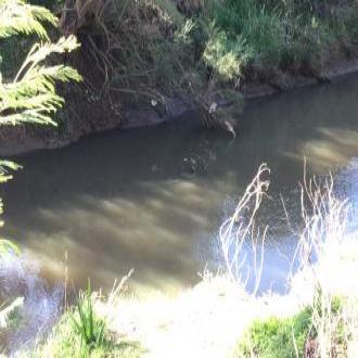 It was a sunny, but very windy day. Creek looked really murky. We saw a dead fish in the creek.