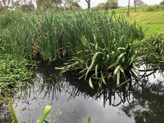 upstream