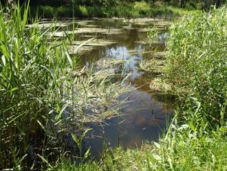 Water testing site, reed growth narrowing access point. Plenty of water ribbons.