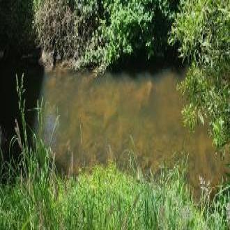 clear water - also black berries!