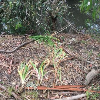 agapanthus bulbs debris