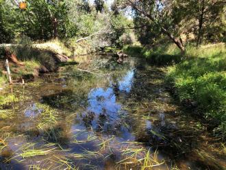 Riddells Creek