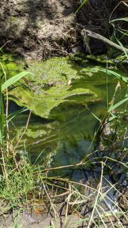 Algae in creek