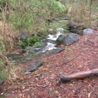 Foam in Vegemit Creek