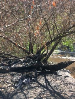 burnt tree at collection point