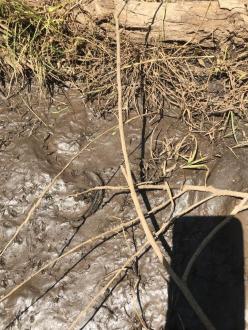 silt and dead fish