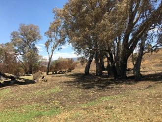 trees 20m from the bank burns