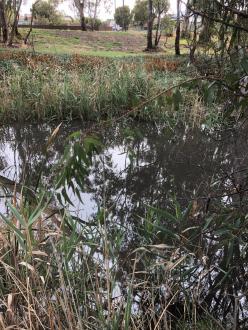 This shows how high the water level is now. I will try to remember to photograph it when it is lower.