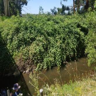 balck berries over growing river bank 
