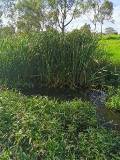 upstream