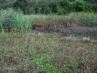 reeds and mud