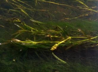 Blunt Pondweed in flower