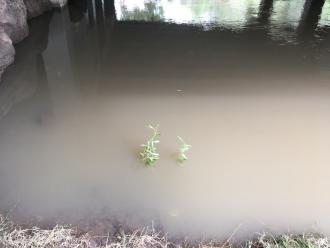 under the bridge