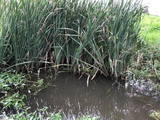 upstream
