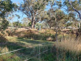 grazing in Myrtle Creek Reserve