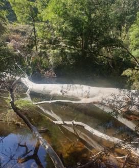 A tree has fallen over the sampling point (Occurred some time in March 2020