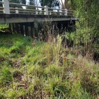 weeds growing around brudge