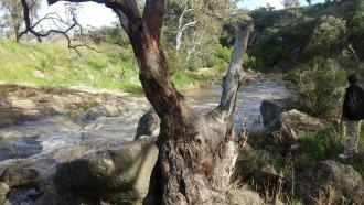 site looking downstream