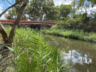 Upstream of Edgars Creek