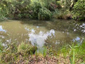 Upstream of Edgars Creek