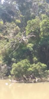 Ibis nesting at Boardwalk