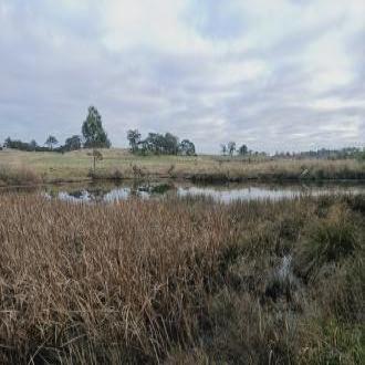 Reeds and river - north bank