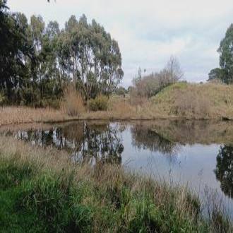 wider river - mixture of native and introduced vegetation