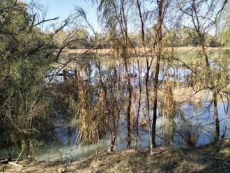 Near Levee Bank, Kings Billabong, Mildura