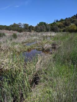 downstream