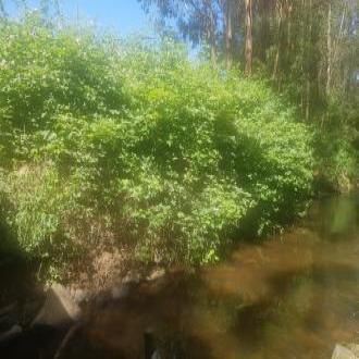 blackberries and other weeds along the bank