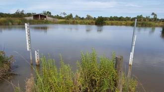 Water level low in the wetland