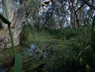 Rushes growth at sampling point since last month