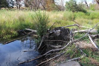 Upstream