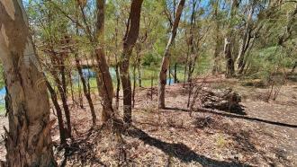 Site photo, Sandilong Creek, Murray River, Mildura