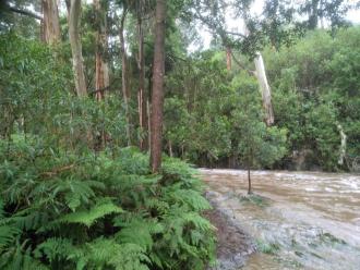 River flow past Big Tree monitoring site