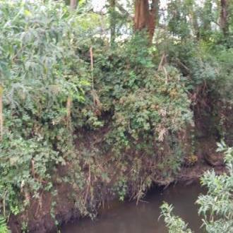 overgrown blackberries on river banks