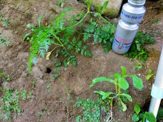 Possible burrowing crayfish burrows in bank